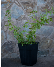 Rhus crenata – El Arbusto Ideal para Cercos Vivos y Jardines Resistentes